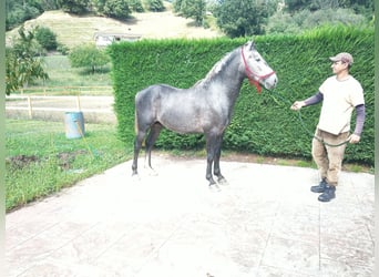 Spanish Sporthorse, Stallion, 3 years, 15 hh, Grey