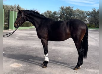 Spanish Sporthorse, Stallion, 3 years, 16.1 hh, Bay-Dark