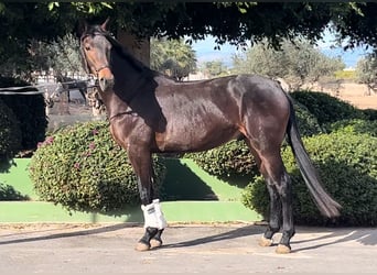 Spanish Sporthorse, Stallion, 3 years, 16.1 hh, Bay-Dark