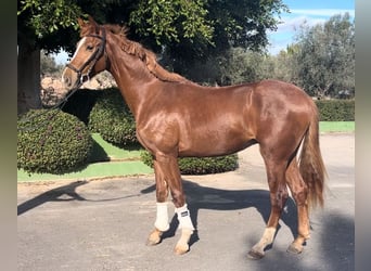 Spanish Sporthorse, Stallion, 3 years, 16.1 hh, Chestnut-Red