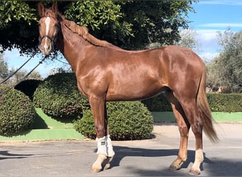 Spanish Sporthorse, Stallion, 3 years, 16.1 hh, Chestnut-Red