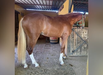 Spanish Sporthorse, Stallion, 3 years, 16,2 hh, Chestnut-Red