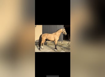 Spanish Sporthorse, Stallion, 3 years, 16 hh, Cremello