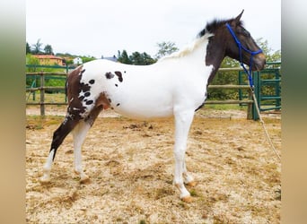 Spanish Sporthorse, Stallion, 3 years, 16 hh, Tobiano-all-colors