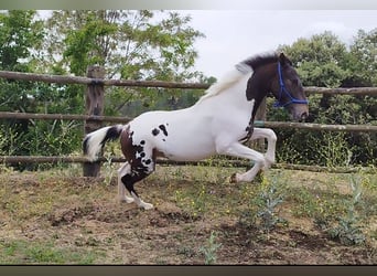 Spanish Sporthorse, Stallion, 3 years, 16 hh, Tobiano-all-colors