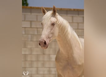 Spanish Sporthorse, Stallion, 3 years, 16,2 hh, Cremello