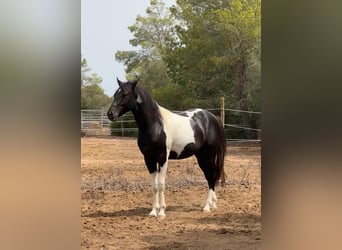 Spanish Sporthorse, Stallion, 4 years, 14,2 hh, Pinto