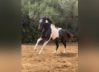 Spanish Sporthorse, Stallion, 4 years, 14,2 hh, Pinto