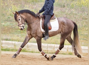 Spanish Sporthorse, Stallion, 4 years, 15.2 hh, Gray