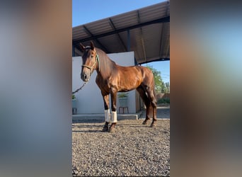 Spanish Sporthorse, Stallion, 4 years, 15.2 hh, Sorrel