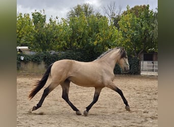Spanish Sporthorse, Stallion, 4 years, 15,1 hh
