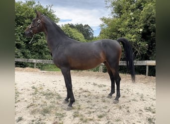 Spanish Sporthorse, Stallion, 4 years, 16.1 hh, Brown