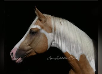 Spanish Sporthorse, Stallion, 4 years, 16 hh