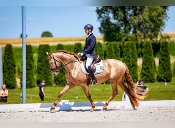 Spanish Sporthorse, Stallion, 4 years, 16 hh, Pearl