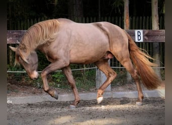 Spanish Sporthorse, Stallion, 4 years, 16 hh, Pearl