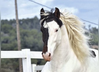 Spanish Sporthorse, Stallion, 4 years, 16,2 hh, Pinto