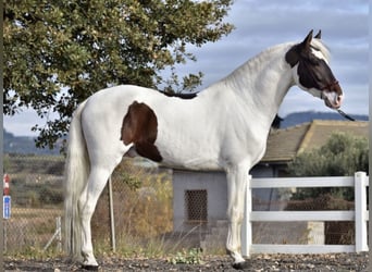 Spanish Sporthorse, Stallion, 4 years, 16,2 hh, Pinto