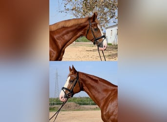 Spanish Sporthorse, Stallion, 4 years, 17 hh, Chestnut-Red