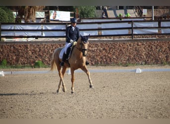 Spanish Sporthorse, Stallion, 4 years, 17 hh