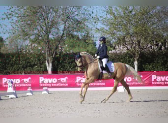 Spanish Sporthorse, Stallion, 4 years, 17 hh