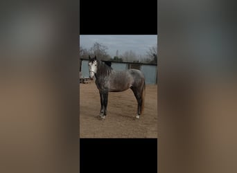 Spanish Sporthorse, Stallion, 4 years, 17 hh, Grey