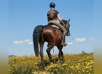 Spanish Sporthorse, Stallion, 5 years, 16.1 hh, Bay-Dark