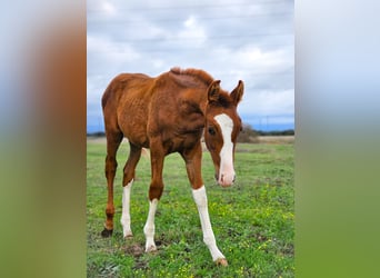 Spanish Sporthorse, Stallion, 5 years, 16.1 hh, Chestnut-Red