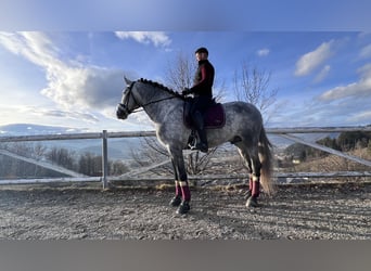 Spanish Sporthorse, Stallion, 5 years, 16.2 hh, Gray-Dapple