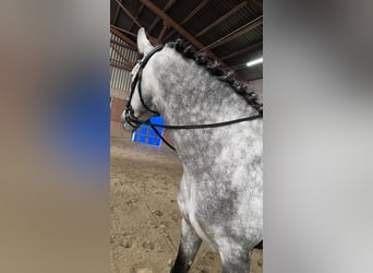 Spanish Sporthorse, Stallion, 5 years, 16.2 hh, Gray-Dapple