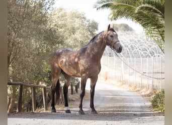 Spanish Sporthorse, Stallion, 5 years, 16 hh, Dun