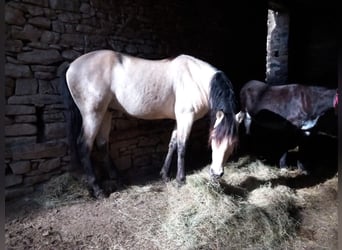 Spanish Sporthorse, Stallion, 5 years, 16 hh, Dun