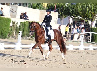 Spanish Sporthorse, Stallion, 5 years, 16 hh, Sorrel