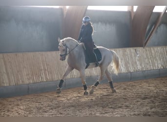 Spanish Sporthorse, Stallion, 5 years, 17 hh