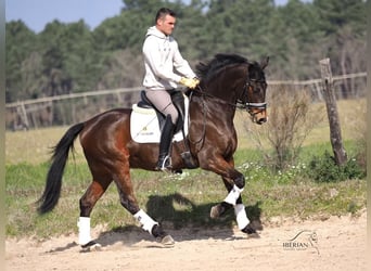 Spanish Sporthorse, Stallion, 6 years, 16 hh, Brown