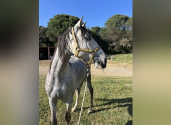 Spanish Sporthorse, Stallion, 6 years, 16 hh, Grey