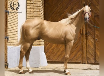 Spanish Sporthorse, Stallion, 6 years, 16 hh, Palomino