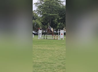 Spanish Sporthorse, Stallion, 6 years, 16,1 hh, Chestnut-Red