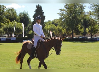 Spanish Sporthorse, Stallion, 6 years, 16,1 hh, Chestnut-Red