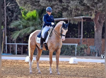 Spanish Sporthorse, Stallion, 9 years, 16.1 hh, Palomino