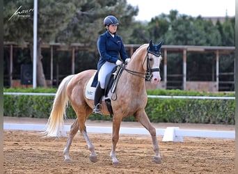 Spanish Sporthorse Mix, Stallion, 9 years, 16.1 hh, Palomino