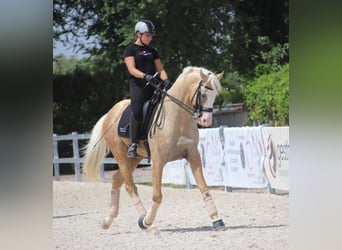 Spanish Sporthorse Mix, Stallion, 9 years, 16.1 hh, Palomino