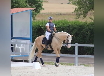 Spanish Sporthorse, Stallion, 9 years, 16.1 hh, Palomino