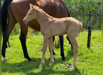 Spanish Sporthorse, Stallion, 9 years, 15.3 hh, Cremello