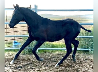 Spanish Sporthorse, Stallion, Foal (04/2025), 16 hh, Black