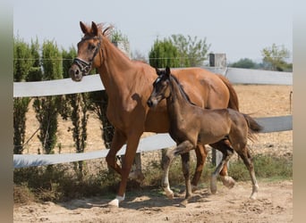 Spanish Sporthorse, Stallion, Foal (01/2025), Brown