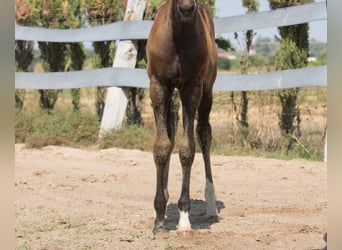 Spanish Sporthorse, Stallion, Foal (01/2025), Brown