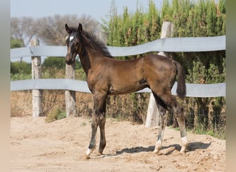 Spanish Sporthorse, Stallion, Foal (01/2025), Brown
