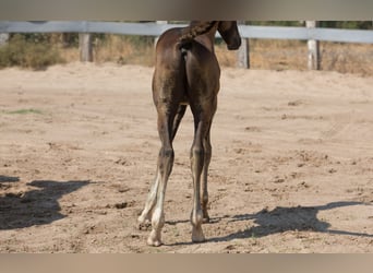 Spanish Sporthorse, Stallion, Foal (01/2025), Brown