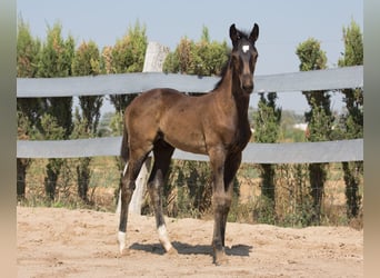 Spanish Sporthorse, Stallion, Foal (01/2025), Brown