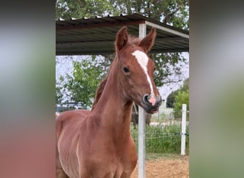 Spanish Sporthorse, Stallion, Foal (04/2026), Grey